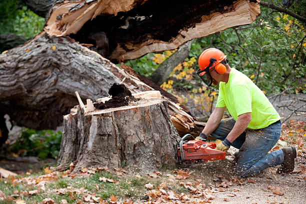 Best Dead Tree Removal  in Tye, TX